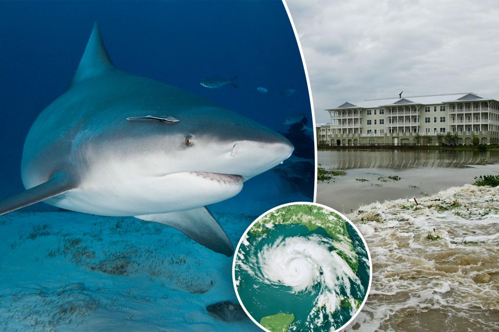 Sharks can predict hurricanes weeks in advance, experts suggest - here's how